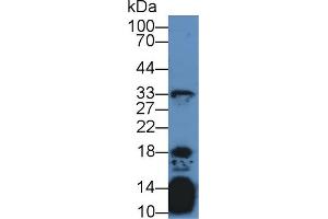 Image no. 2 for anti-Interleukin 21 (IL21) (AA 23-155) antibody (ABIN1174928)
