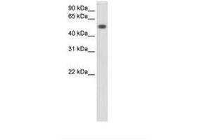 Image no. 1 for anti-Torsin Family 3, Member A (TOR3A) (AA 201-250) antibody (ABIN6736597)