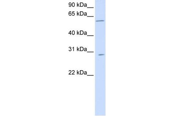 anti-Patatin-Like phospholipase Domain Containing 4 (PNPLA4) (C-Term) antibody