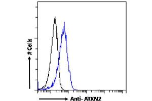 Image no. 3 for anti-Ataxin 2 (ATXN2) (Internal Region) antibody (ABIN570879)