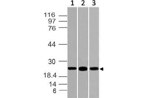Image no. 1 for anti-POU Class 3 Homeobox 2 (POU3F2) (AA 220-421) antibody (ABIN5027442)