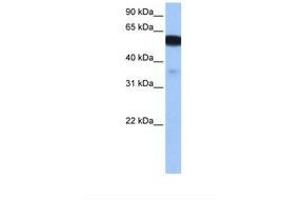 Image no. 1 for anti-Na+/H+ Exchanger Domain Containing 1 (NHEDC1) (N-Term) antibody (ABIN6739355)