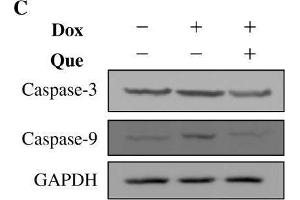 Image no. 2 for anti-Caspase 9, Apoptosis-Related Cysteine Peptidase (CASP9) (Center) antibody (ABIN2856878)