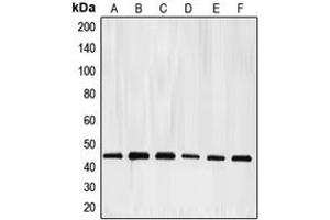 Image no. 2 for anti-E2F Transcription Factor 4, P107/p130-Binding (E2F4) (Center) antibody (ABIN2706063)