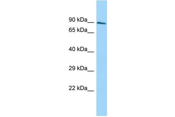 anti-SH3 Domain Containing 19 (SH3D19) (C-Term) antibody