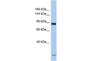 Image no. 1 for anti-Sodium Channel, Voltage-Gated, Type VII, alpha Subunit (SCN7A) (N-Term) antibody (ABIN2776152)