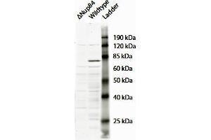 Image no. 1 for anti-Nucleoporin 107kDa (NUP107) (N-Term) antibody (ABIN768621)