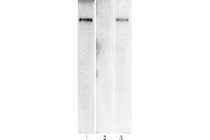 SARS-CoV-2 Spike Antibody (AM004414) tested by Western blot.