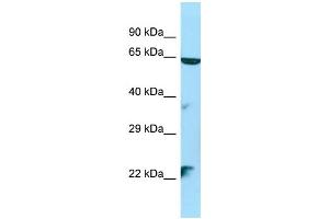 Image no. 1 for anti-Serine/threonine Kinase 35 (STK35) (N-Term) antibody (ABIN2790708)