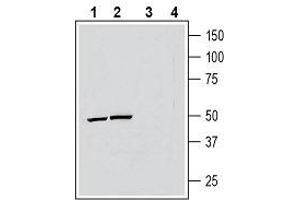 Western blot analysis of human THP-1 monocytic leukemia cell line lysate (lanes 1 and 3) and mouse BV-2 microglia cell line lysate (lanes 2 and 4): - 1, 2.