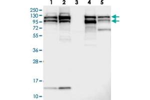 Image no. 2 for anti-SEC24 Family, Member C (SEC24C) antibody (ABIN5587636)