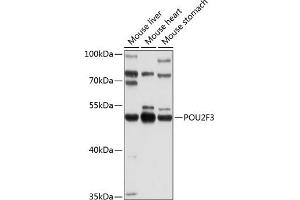 POU2F3 antibody  (AA 1-180)