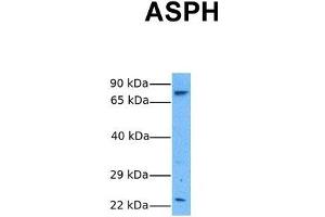 Image no. 2 for anti-Aspartate beta-Hydroxylase (ASPH) (N-Term) antibody (ABIN2784532)
