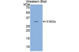 Image no. 1 for anti-Superoxide Dismutase 4 (SOD4) (AA 17-270) antibody (ABIN1078549)