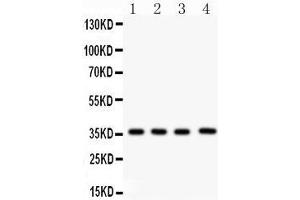 Image no. 2 for anti-PDZ Binding Kinase (PBK) (AA 71-322) antibody (ABIN3043592)