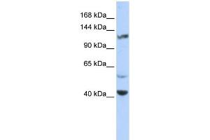 Image no. 1 for anti-Potassium Voltage-Gated Channel, Subfamily H (Eag-Related), Member 3 (Kcnh3) (Middle Region) antibody (ABIN2780208)