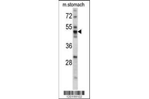Image no. 2 for anti-Protein Disulfide Isomerase Family A, Member 6 (PDIA6) (AA 144-172) antibody (ABIN390608)