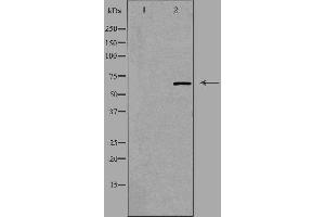 Image no. 1 for anti-Guanine Nucleotide Binding Protein-Like 3 (Nucleolar)-Like (GNL3L) antibody (ABIN6258968)
