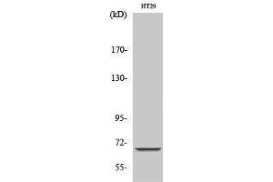 Image no. 1 for anti-Mitochondrially Encoded NADH Dehydrogenase 5 (MT-ND5) (Internal Region) antibody (ABIN3185786)