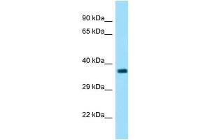 Image no. 1 for anti-F-Box Protein 2 (FBXO2) (C-Term) antibody (ABIN2774692)