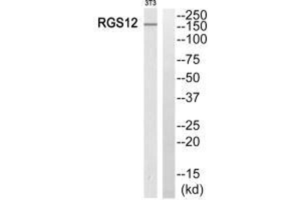 RGS12 antibody  (N-Term)