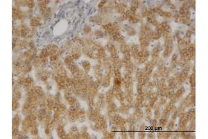 Image no. 3 for anti-Prostaglandin E Synthase 3 (Cytosolic) (PTGES3) (AA 1-160) antibody (ABIN564678)
