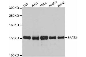 SART3 antibody  (AA 664-963)