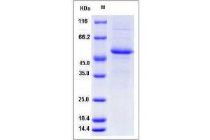 Image no. 1 for Interferon, alpha 7 (IFNa7) (AA 24-189) (Active) protein (Fc Tag) (ABIN2002619)