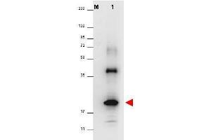 Image no. 1 for anti-Interleukin 32 alpha (IL32A) antibody (ABIN964748)