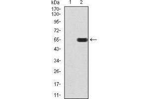 Image no. 2 for anti-RAB3A, Member RAS Oncogene Family (RAB3A) (AA 1-220) antibody (ABIN5542374)