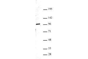 Image no. 1 for anti-Eukaryotic Translation Initiation Factor 2C, 4 (EIF2C4) (N-Term) antibody (ABIN6971369)