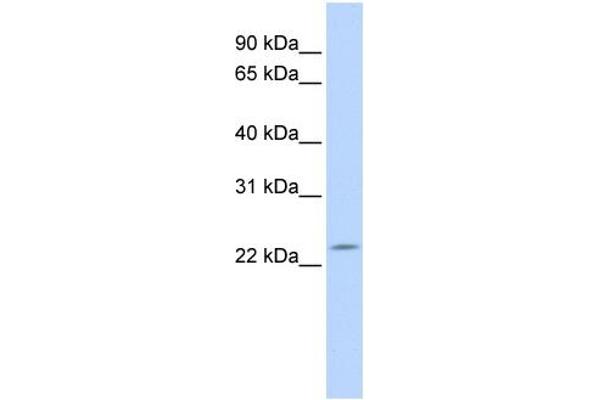 DPCD antibody  (N-Term)
