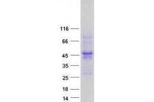 Image no. 1 for Alpha Centractin (ACTR1A) protein (Myc-DYKDDDDK Tag) (ABIN2713914)