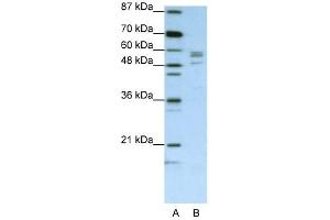 Image no. 1 for anti-Seryl-tRNA Synthetase (SARS) (C-Term) antibody (ABIN630017)