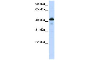 Image no. 1 for anti-Surfactant Protein B (SFTPB) (Middle Region) antibody (ABIN2776796)