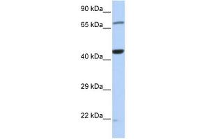 Image no. 1 for anti-Tu Translation Elongation Factor, Mitochondrial (Tufm) (Middle Region) antibody (ABIN2787734)