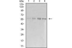 Image no. 4 for anti-Eukaryotic Translation Initiation Factor 5 (EIF5) (AA 1-300) antibody (ABIN5542314)