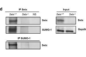 Image no. 120 for anti-Glyceraldehyde-3-Phosphate Dehydrogenase (GAPDH) (Center) antibody (ABIN2857072)