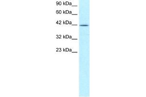Image no. 1 for anti-Nuclear Transcription Factor Y, alpha (NFYA) (C-Term) antibody (ABIN2777243)