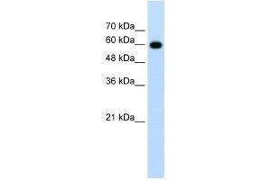 Image no. 1 for anti-Cell Division Cycle 23 (CDC23) antibody (ABIN629729)