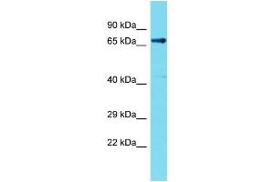 Image no. 1 for anti-Fem-1 Homolog C (FEM1C) (C-Term) antibody (ABIN2787190)