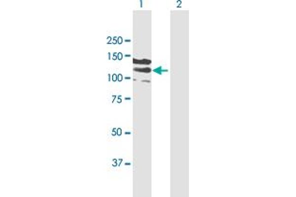 CC2D1A antibody  (AA 1-951)