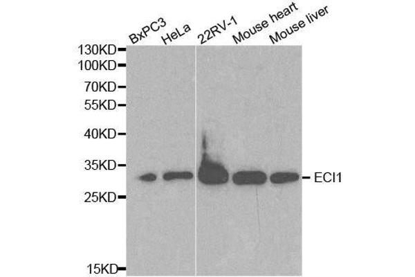 DCI antibody  (AA 63-302)