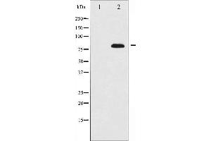 BMX antibody  (C-Term)