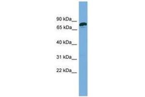 anti-Zinc Finger Protein 790 (ZNF790) (AA 107-156) antibody