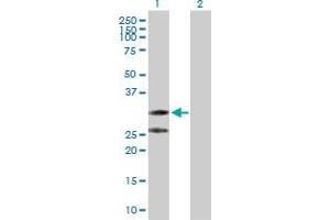 Western Blot analysis of C1QTNF2 expression in transfected 293T cell line by C1QTNF2 MaxPab polyclonal antibody.