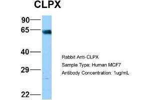 Image no. 2 for anti-ClpX Caseinolytic Peptidase X (CLPX) (C-Term) antibody (ABIN2789497)