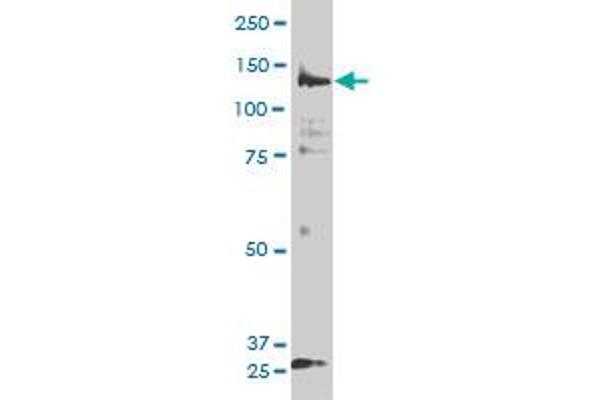 PIK3R4 anticorps  (AA 1259-1358)