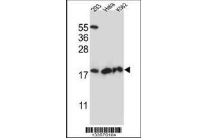 Image no. 1 for anti-Dihydrofolate Reductase-Like 1 (DHFRL1) (AA 45-74) antibody (ABIN657287)
