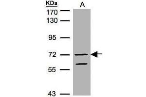 Image no. 1 for anti-Rap Guanine Nucleotide Exchange Factor (GEF) 5 (RAPGEF5) (N-Term) antibody (ABIN2855444)